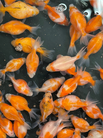 Pearlscale 4-6cm Fancy Goldfish (Picked at Random)