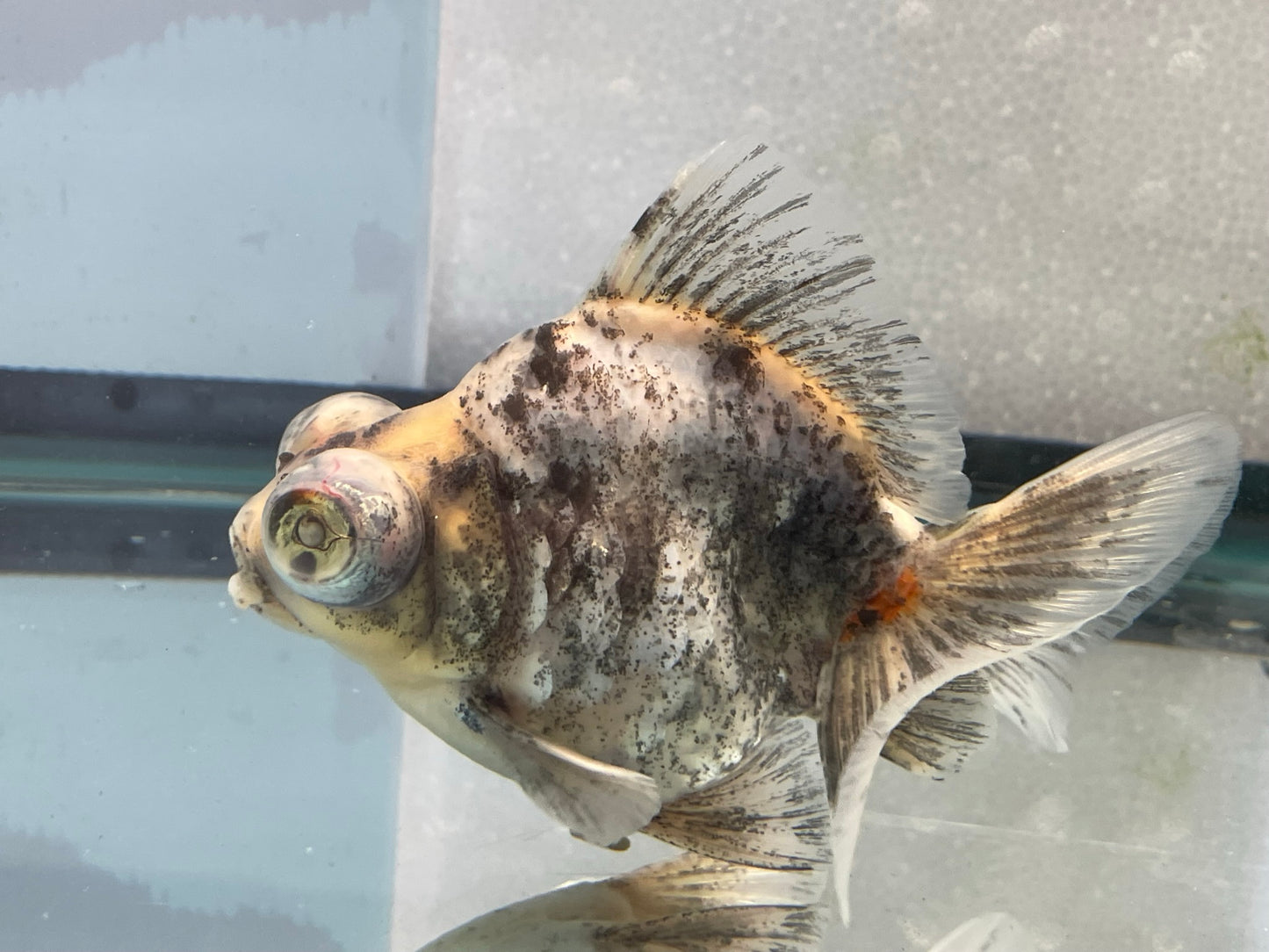 Demekin Fancy Goldfish 11-12cm (Fish In Photo)
