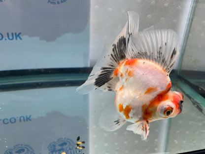 Demekin Fancy Goldfish 12-13cm (Fish In Photo)