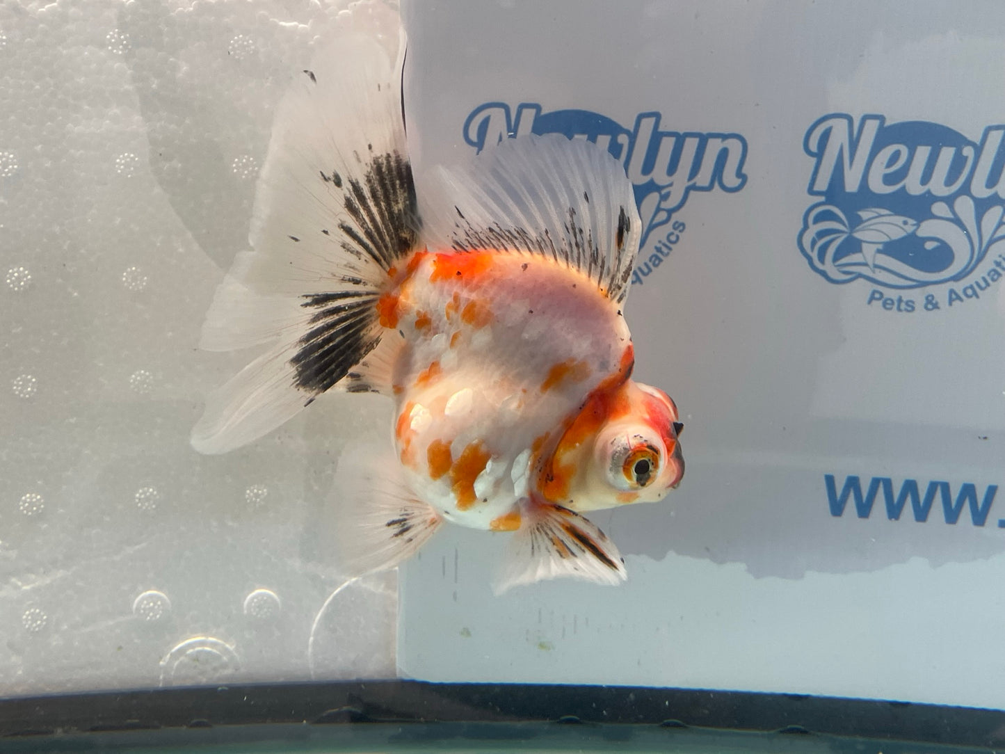 Demekin Fancy Goldfish 12-13cm (Fish In Photo)