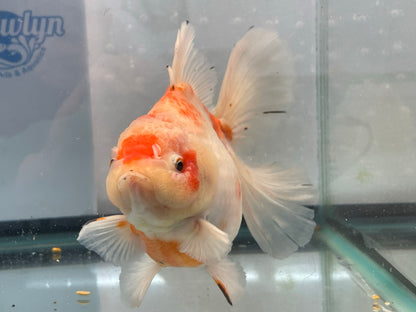 Jumbo Oranda  16-17cm (Fish in photo) #6