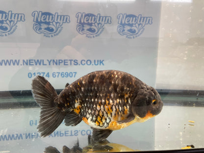 Jumbo Ranchu 15-16cm Fancy Goldfish (Fish In Photo) #7