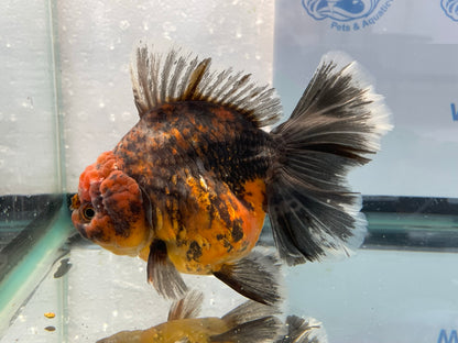 Jumbo Oranda  14-15cm (Fish in photo) #8