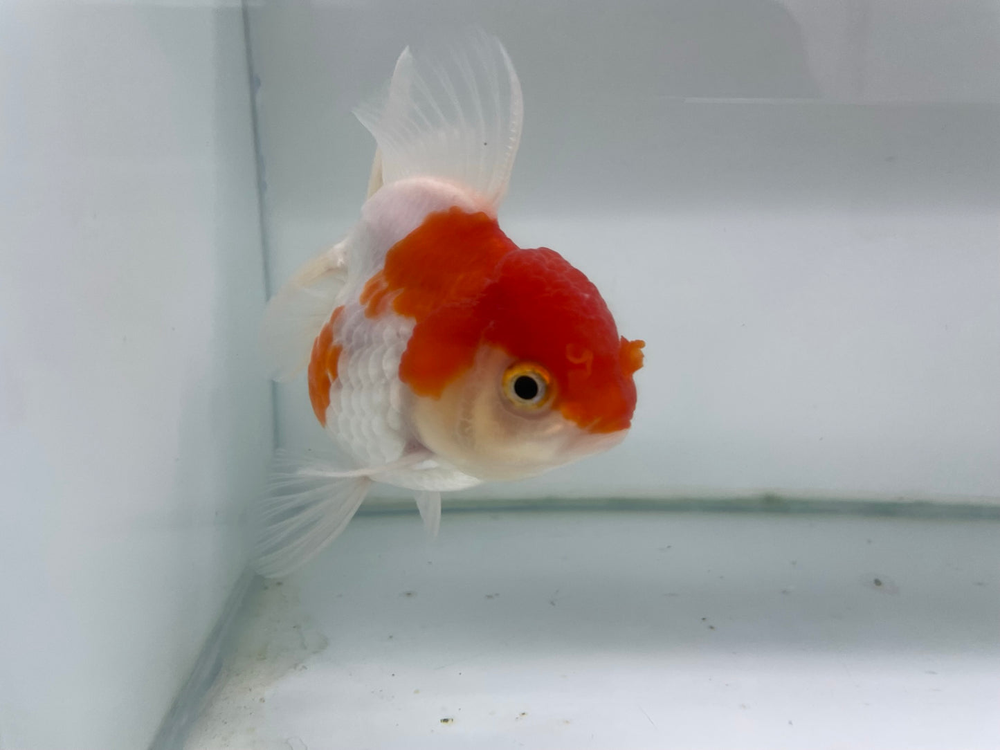 Oranda 11cm (Fish in photo)