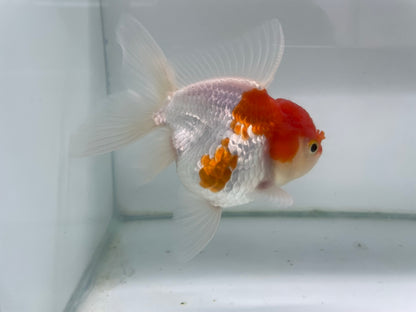 Oranda 11cm (Fish in photo)