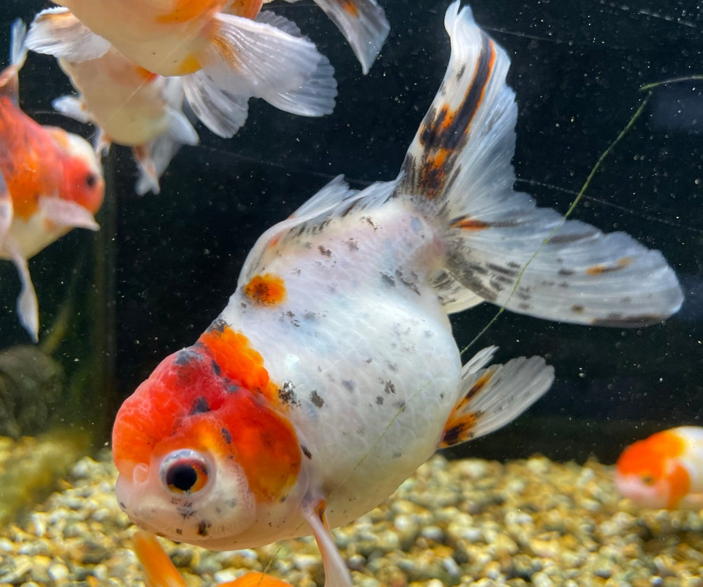Calico Oranda Fancy Goldfish 9-10cm