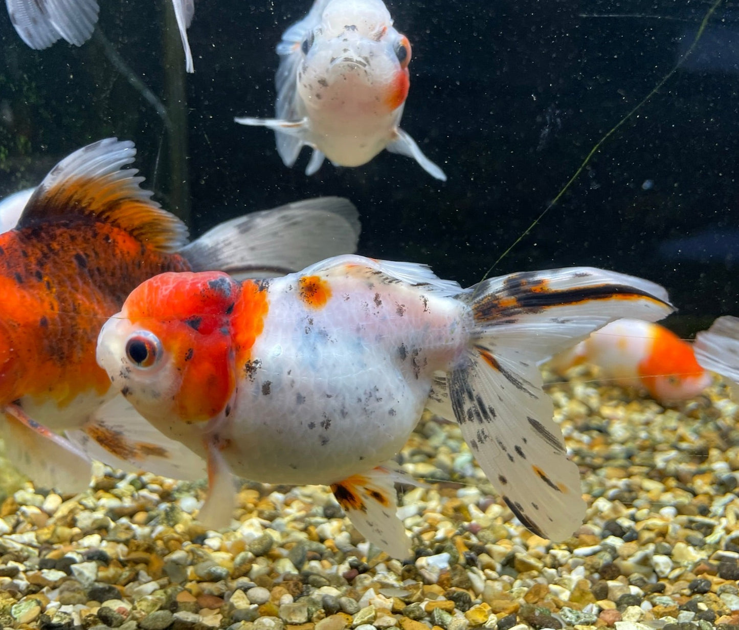 Calico Oranda Fancy Goldfish 9-10cm