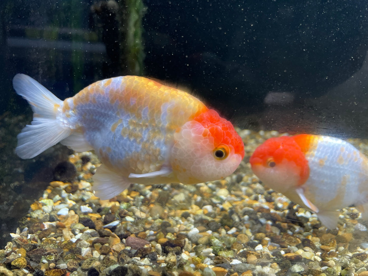 Red Cap Ranchu 10-11cm Fancy Goldfish