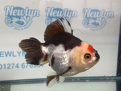 Tri-colour Oranda 12cm (Fish in photo)#12