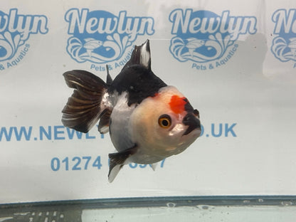 Tri-colour Oranda 12cm (Fish in photo)#12