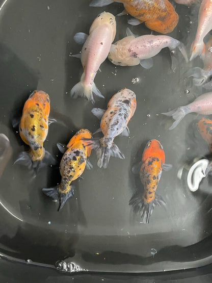 Mixed Ranchu 6-7cm Fancy Goldfish (Picked at random)