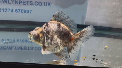 Demekin Fancy Goldfish 11-12cm (Fish In Photo)