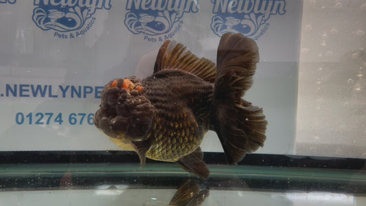Jumbo Oranda  15cm (Fish in photo) #9