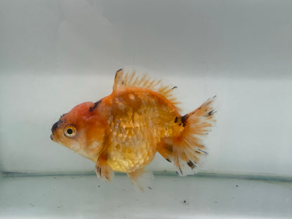 Yuan Bao Oranda 12cm (Fish in photo)