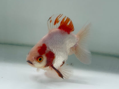 BroadTail Ryukin 10-11cm Fancy Goldfish (Fish in Picture) #7