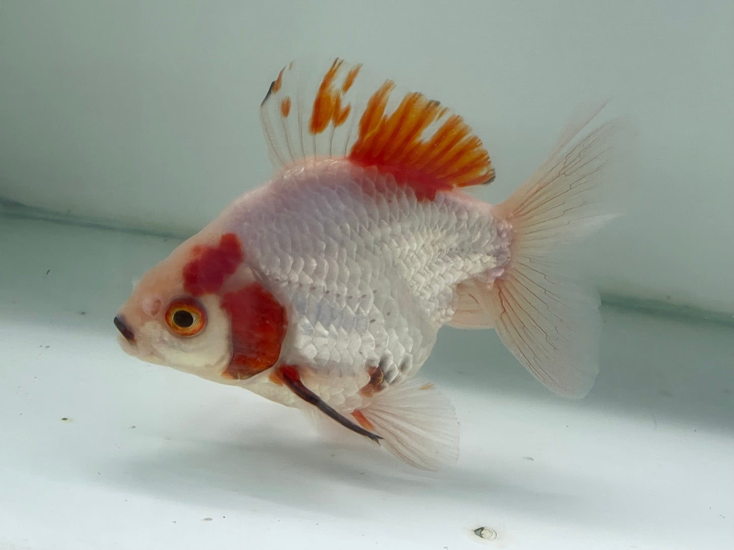 BroadTail Ryukin 10-11cm Fancy Goldfish (Fish in Picture) #7