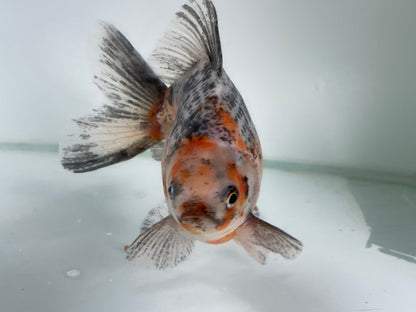 BroadTail Ryukin 12-13cm Fancy Goldfish (Fish in Picture) #18