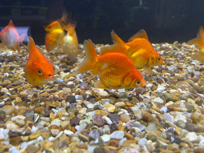 Ryukin Short Tail 7-8cm Fancy Goldfish (picked at random)