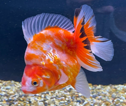 Short tailed Ryukin 12cm Fancy Goldfish (Fish in Picture) Jumbo Ryukin #1