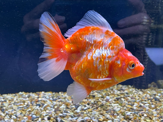 Short tailed Ryukin 12cm Fancy Goldfish (Fish in Picture) Jumbo Ryukin #1