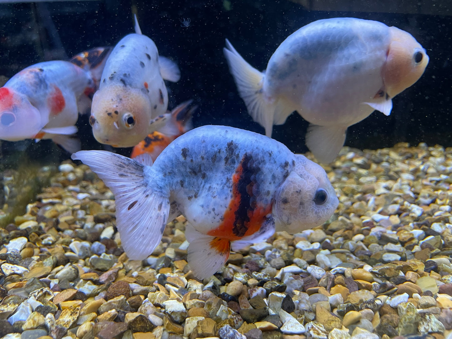 Calico Ranchu 10-11cm Fancy Goldfish
