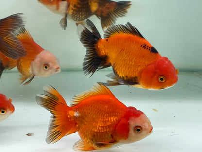 Oranda Fancy Goldfish 8-10cm (Picked at Random)