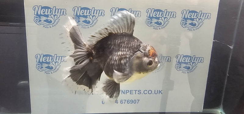 All Better Grade Fancy Goldfish