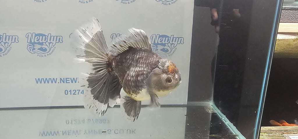 Jumbo Oranda 19-20cm  (Fish in photo)