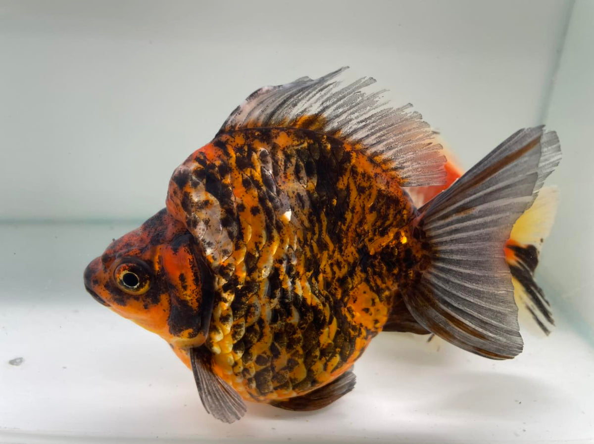 Newlyn Pets and Aquatics, Fancy Goldfish UK, Bradford, West Yorkshire ...