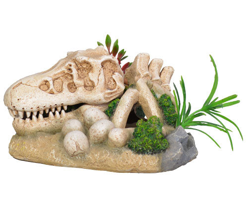 Dino Skully Bones 14x13x8cm