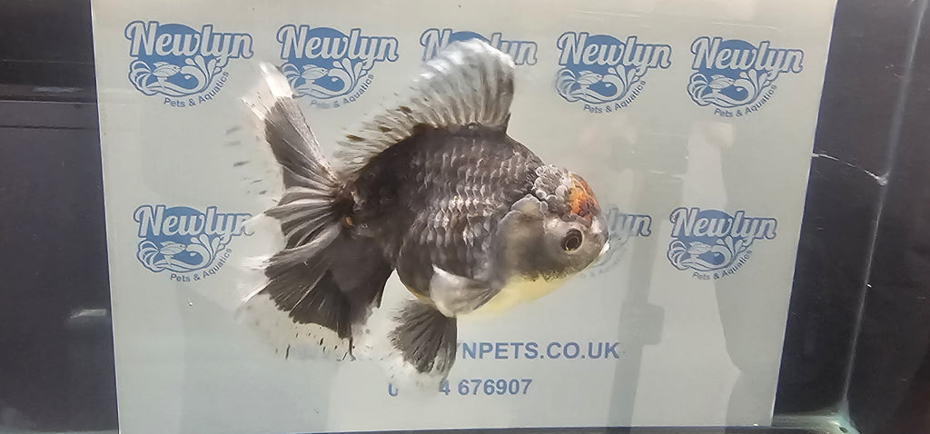 Jumbo Oranda 19-20cm  (Fish in photo)