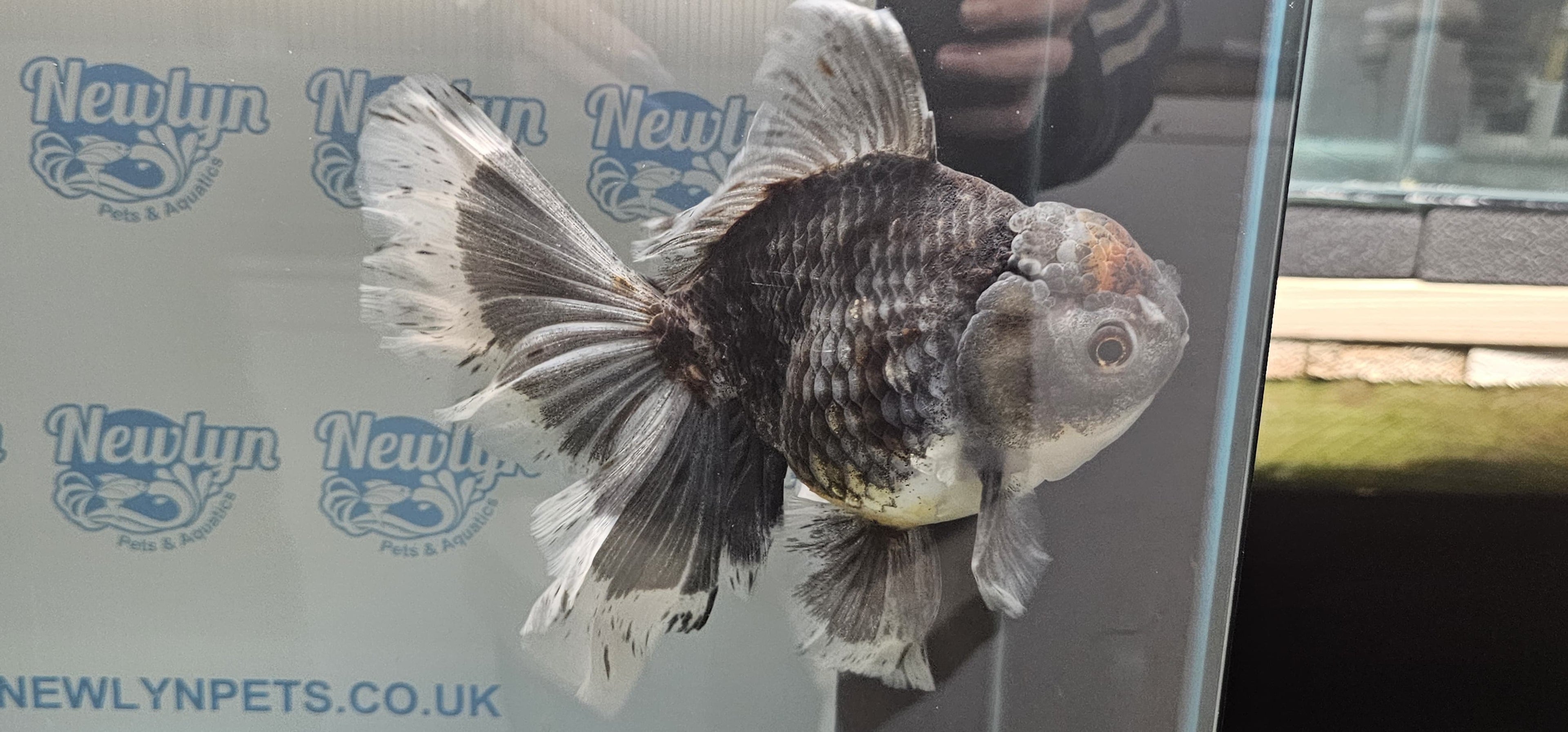 Jumbo Oranda 19-20cm  (Fish in photo)