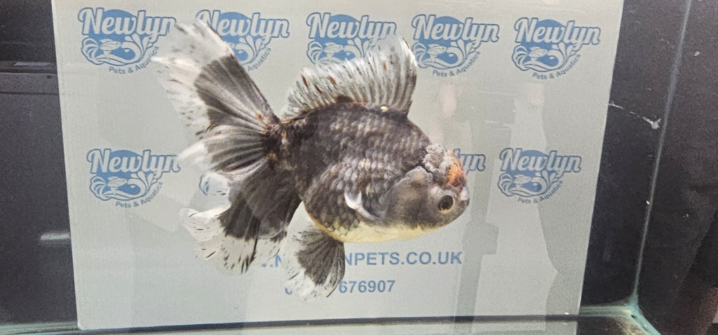 Jumbo Oranda 19-20cm  (Fish in photo)