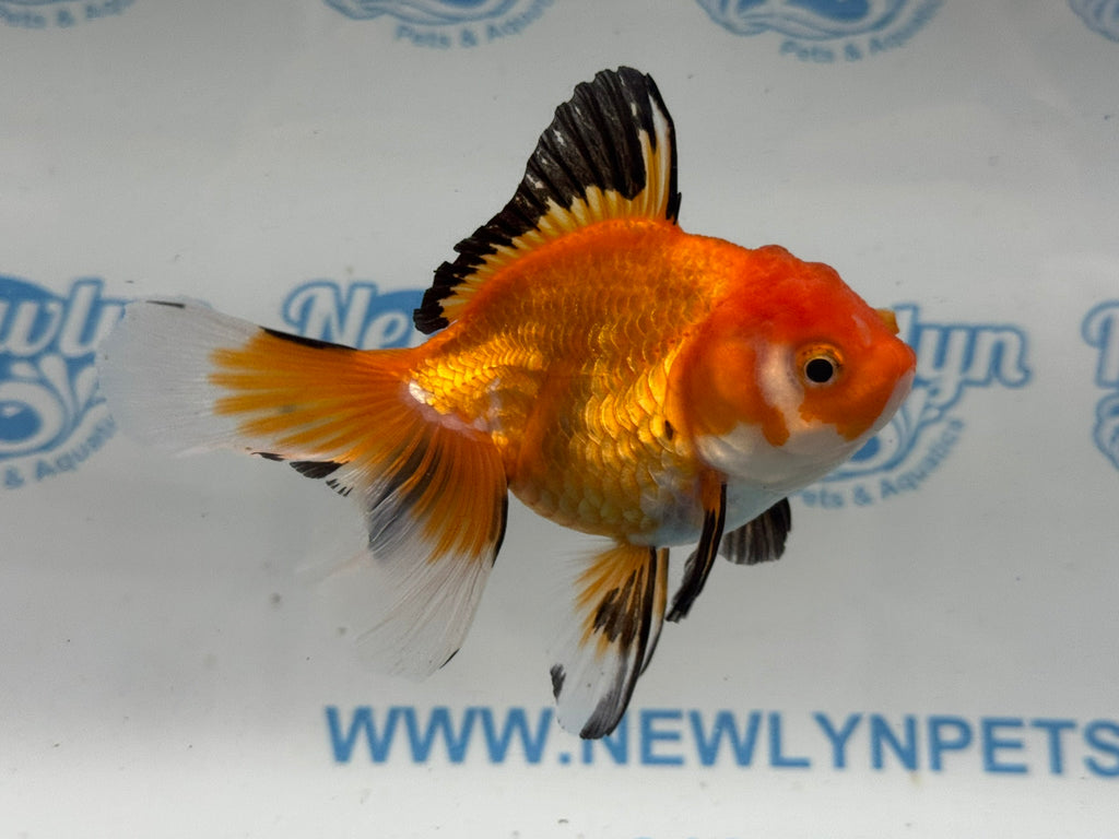 Oranda 11cm OR7 (Fish in photo)