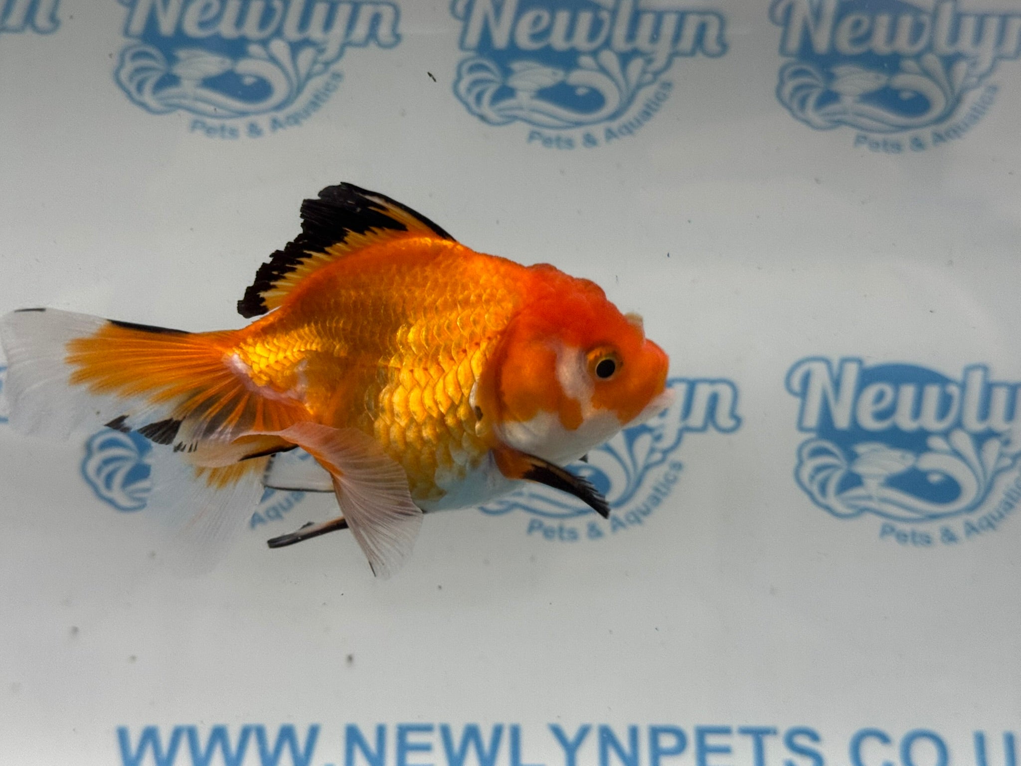Oranda 11cm OR7 (Fish in photo)