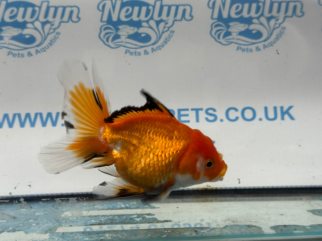 Oranda 11cm OR7 (Fish in photo)