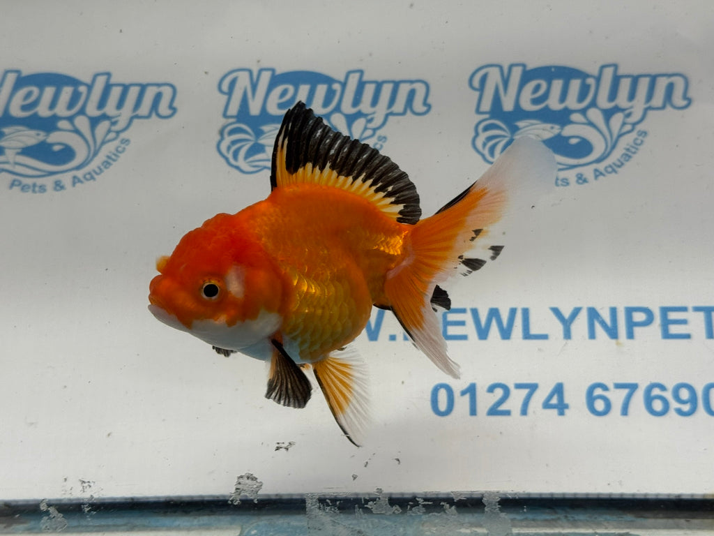 Oranda 11cm OR7 (Fish in photo)