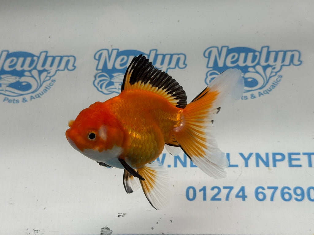 Oranda 11cm OR7 (Fish in photo)