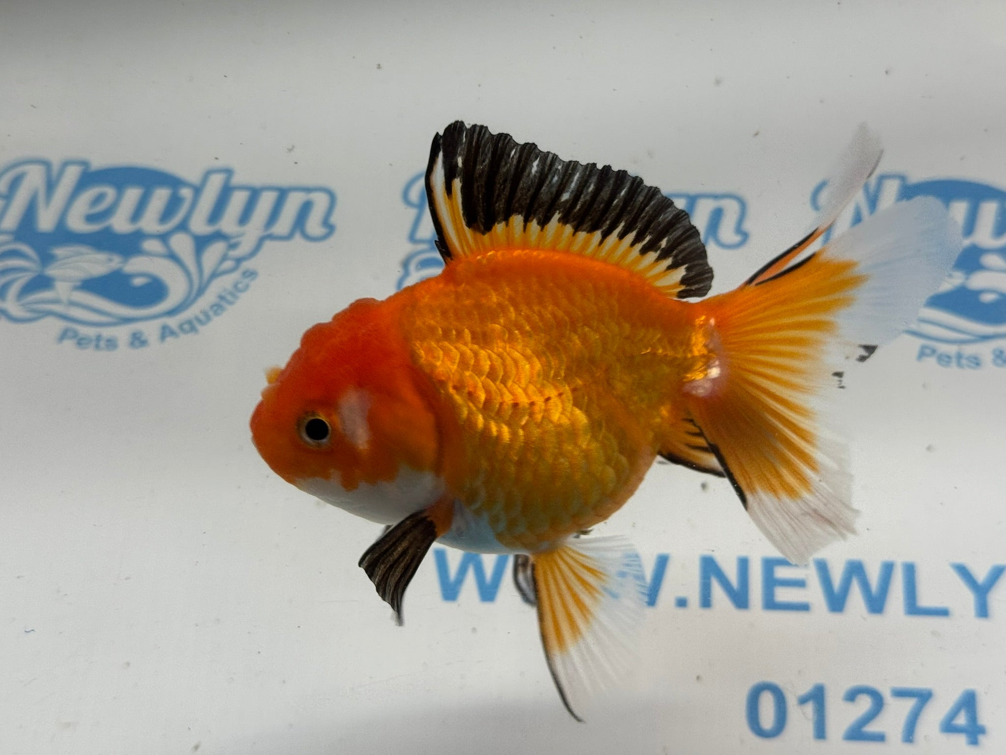 Oranda 11cm OR7 (Fish in photo)