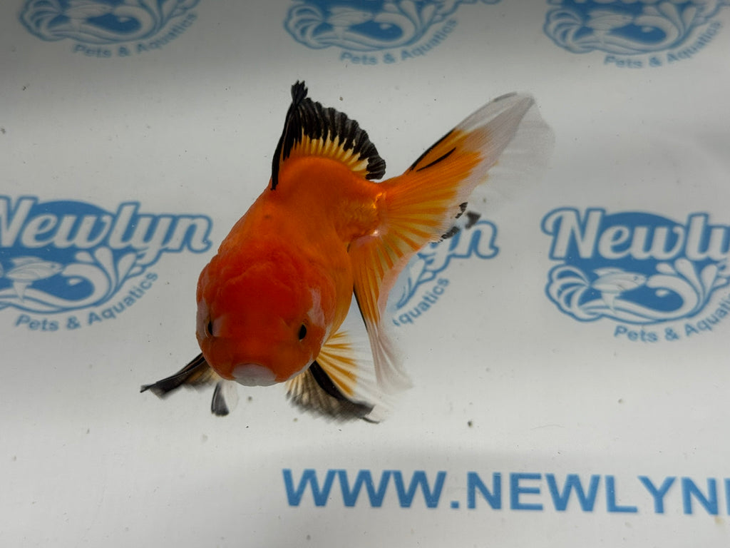 Oranda 11cm OR7 (Fish in photo)