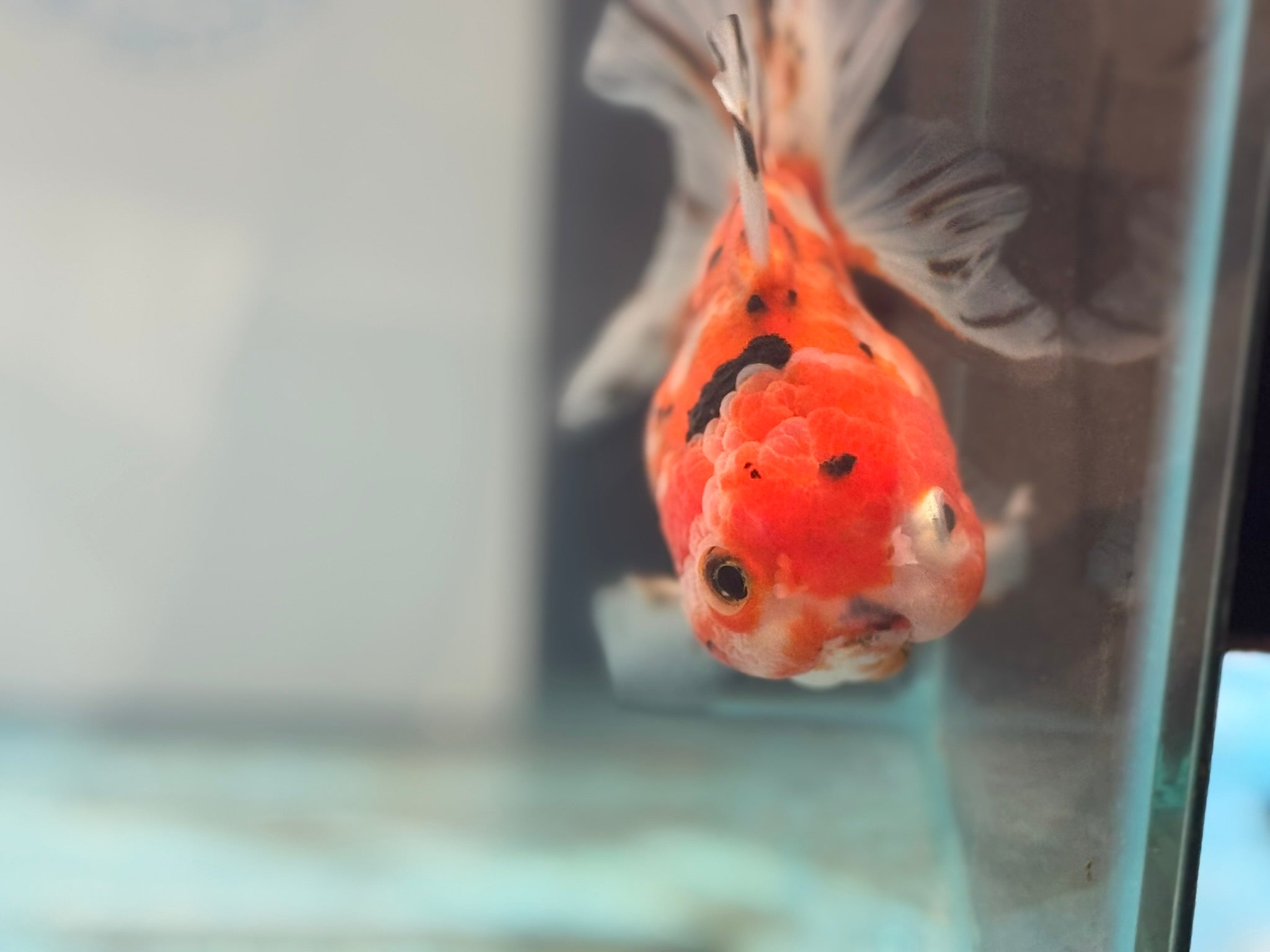 Oranda 12-13cm OR1 (Fish in photo)