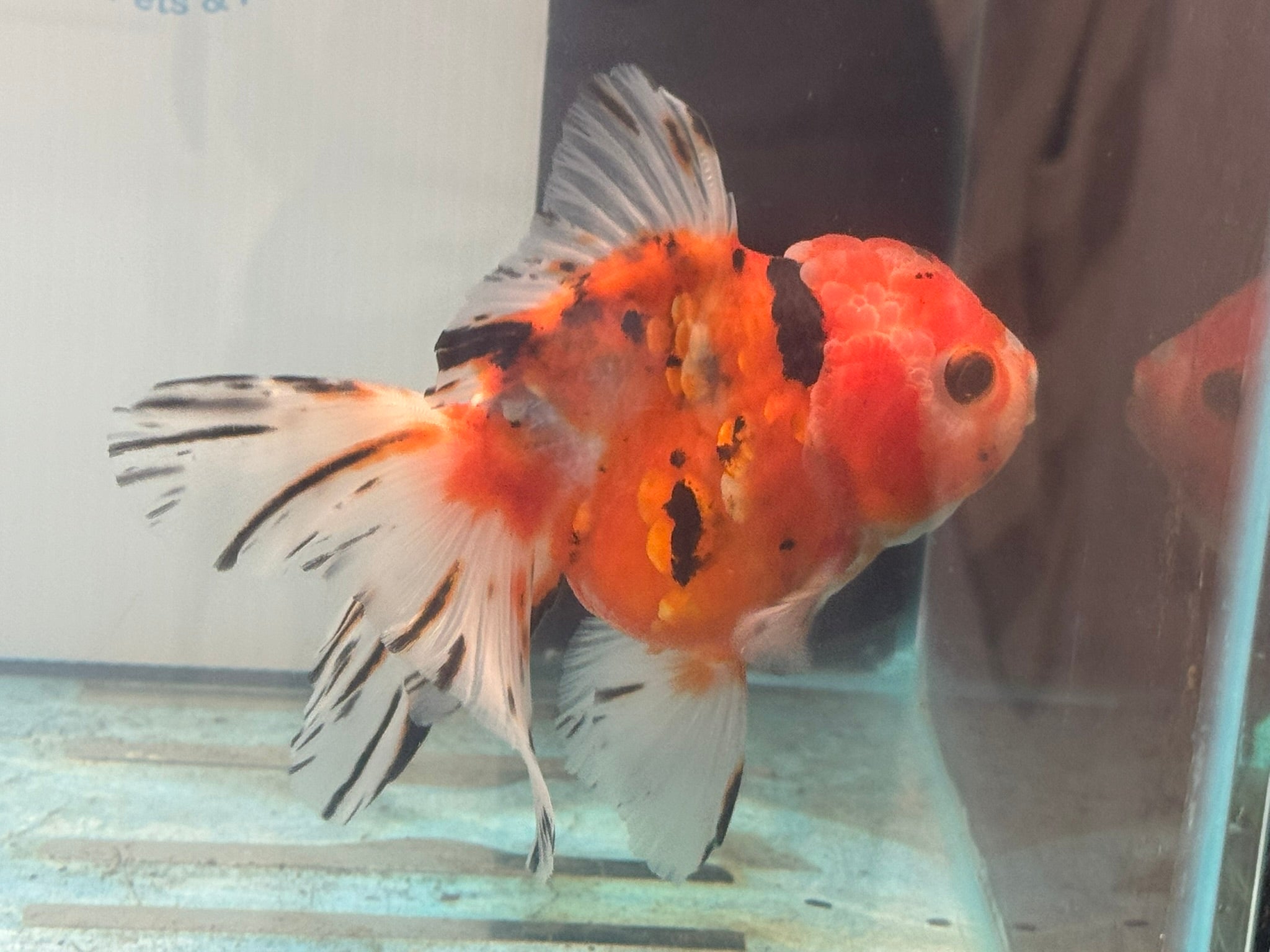 Oranda 12-13cm OR1 (Fish in photo)