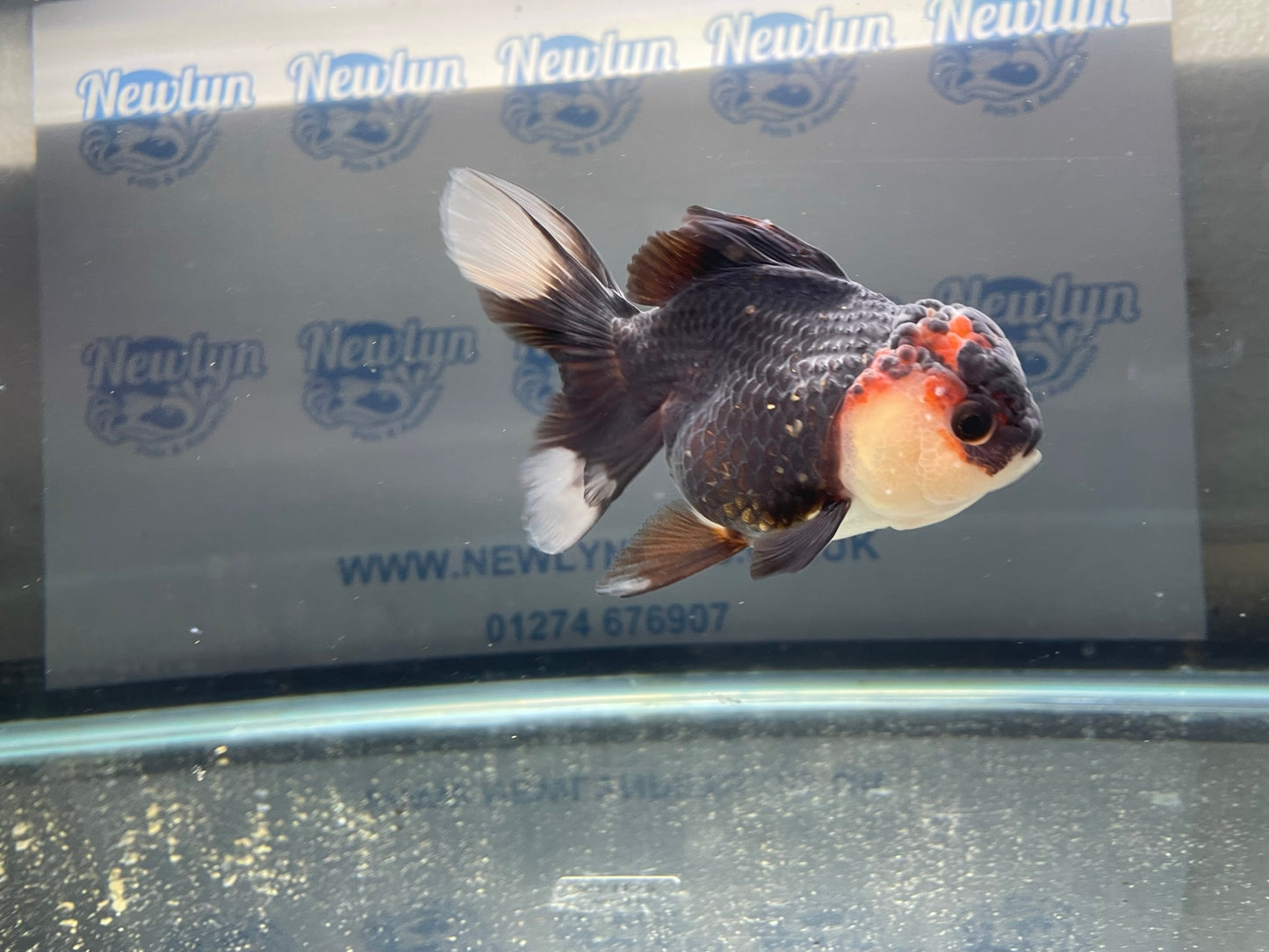Tri-Coloured Oranda 11-12cm (Fish in photo)#3
