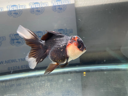 Tri-Coloured Oranda 11-12cm (Fish in photo)#3
