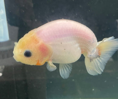 White Ranchu 9-10cm Fancy Goldfish