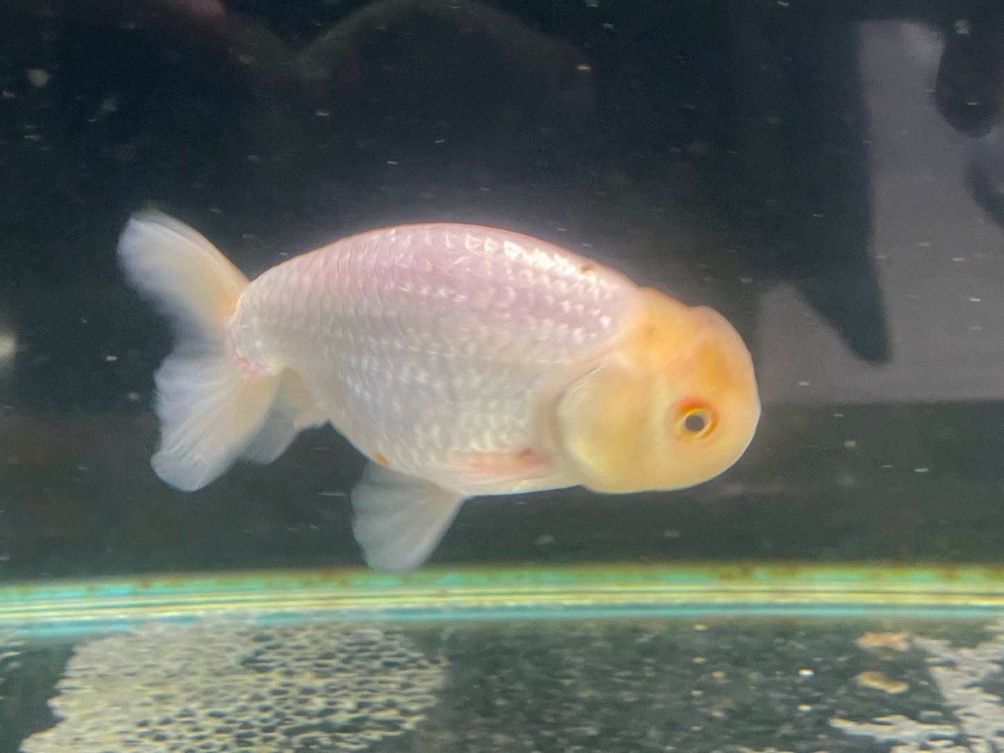 White Ranchu 9-10cm Fancy Goldfish