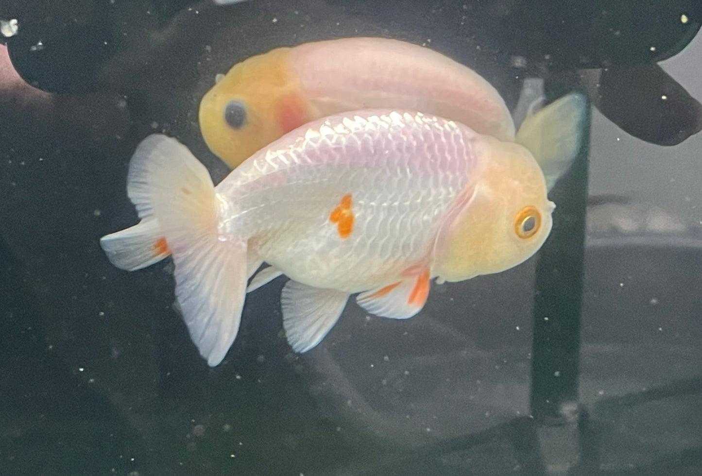 White Ranchu 9-10cm Fancy Goldfish