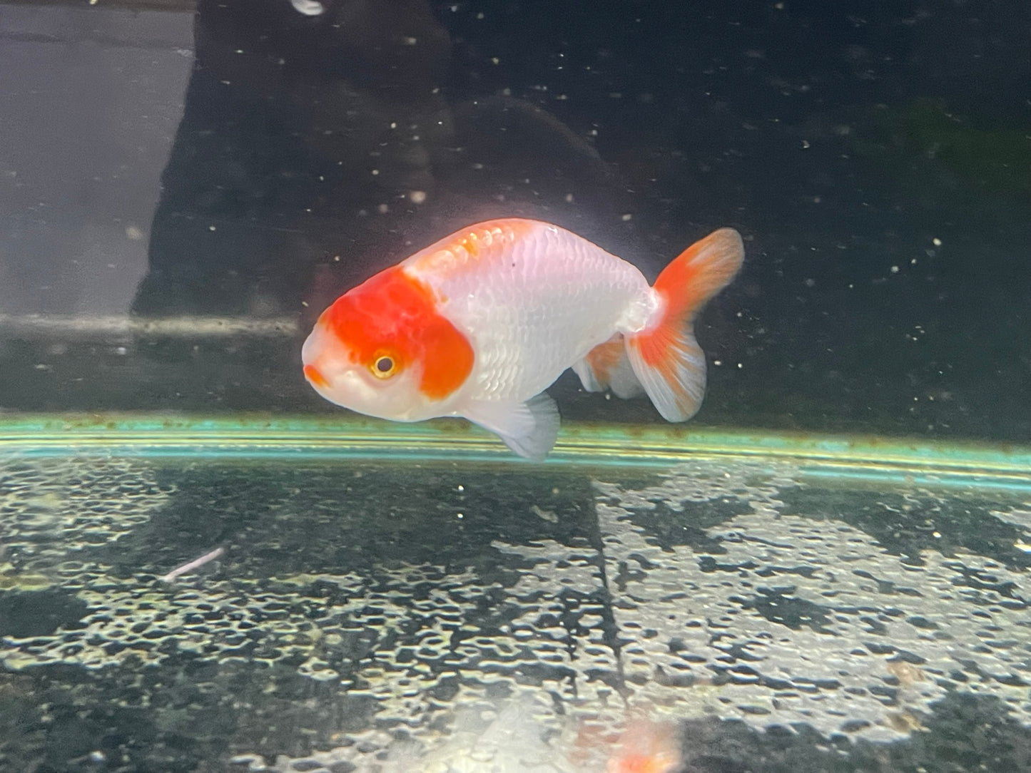 White/Red Ranchu 9-10cm Fancy Goldfish