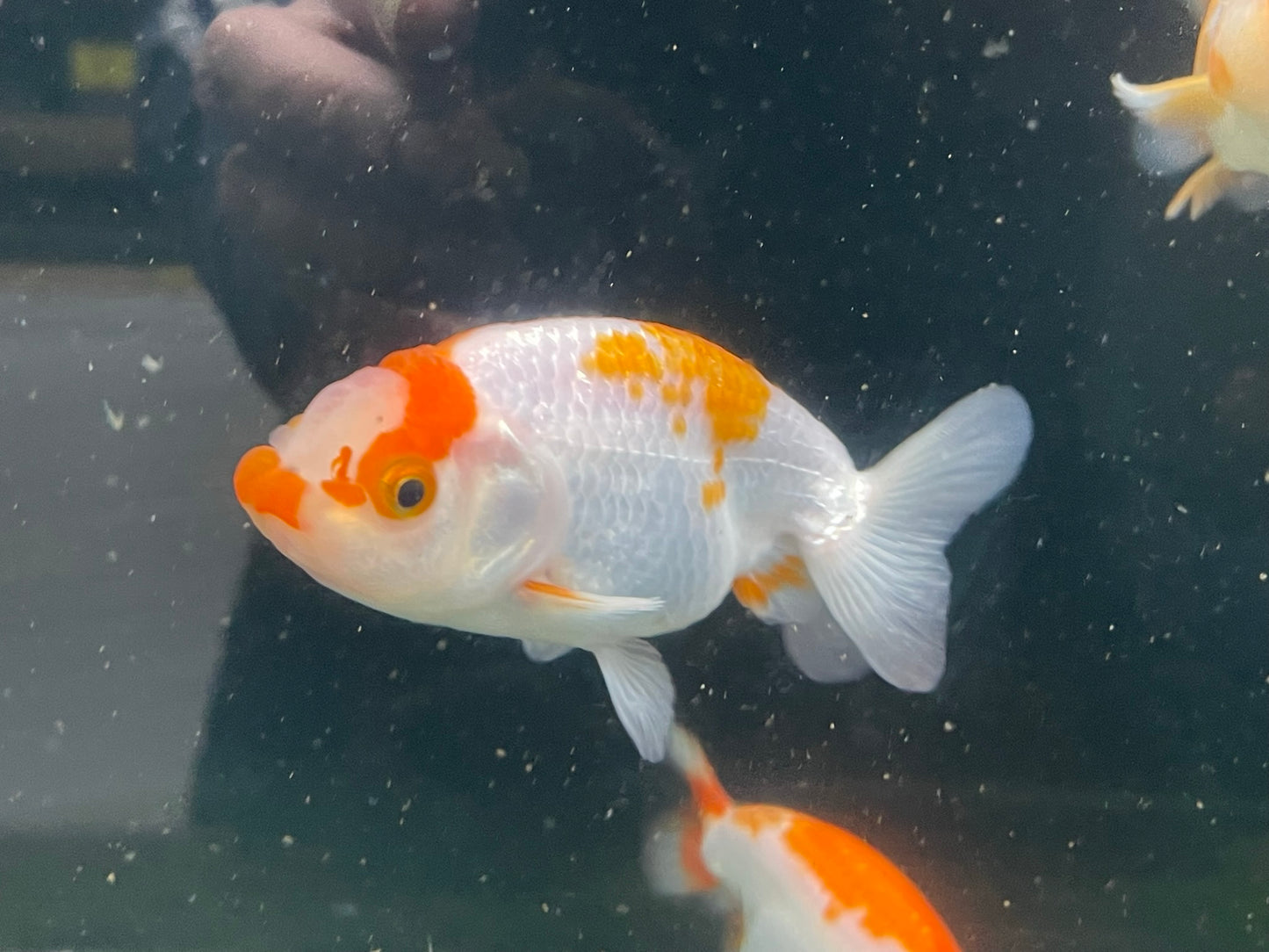 White/Red Ranchu 9-10cm Fancy Goldfish