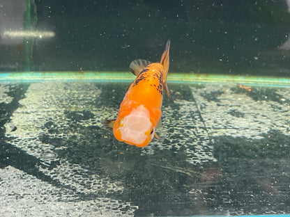 Ranchu 9-10cm Fancy Goldfish